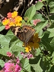 Junonia coenia