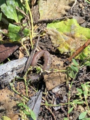 Lumbricus