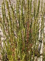 Amaranthus palmeri