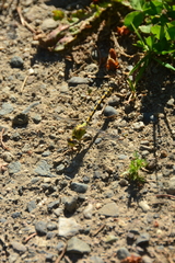 Ophiogomphus severus