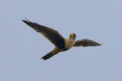 Falco femoralis