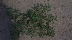 Tetraena simplex image