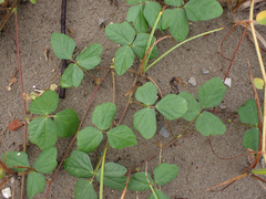 Macroptilium atropurpureum