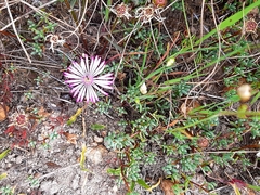 Lampranthus sociorum