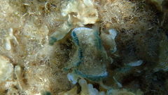 Padina pavonica