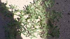 Tetraena simplex image