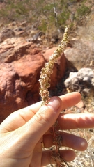 Amaranthus fimbriatus