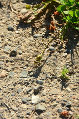 Ophiogomphus severus