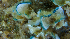 Padina pavonica