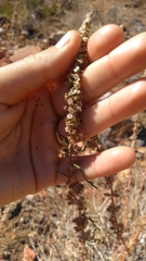 Amaranthus fimbriatus