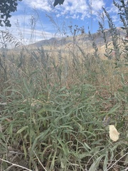 Artemisia dracunculus