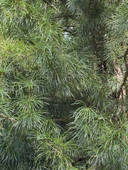 Sciadopitys verticillata