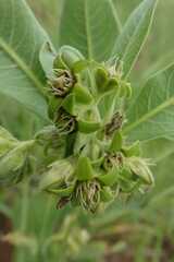 Raphionacme galpinii