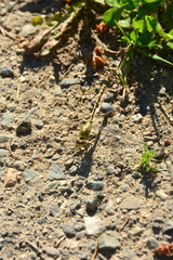 Ophiogomphus severus