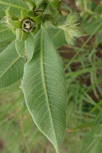 Image of Raphionacme galpinii by no rights reserved