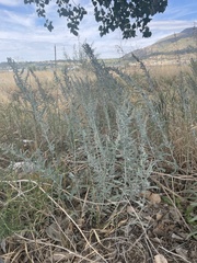 Artemisia ludoviciana