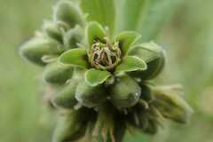 Raphionacme galpinii