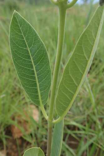 Image of Raphionacme galpinii by no rights reserved