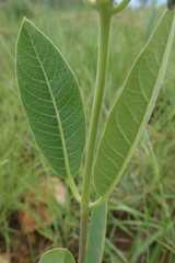 Raphionacme galpinii