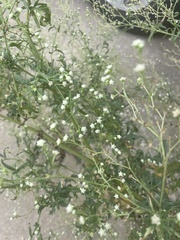 Parthenium