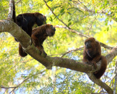 Alouatta guariba