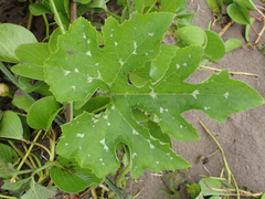 Cucurbita moschata