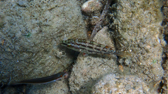 Symphodus roissali