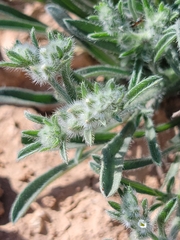 Cryptantha