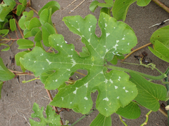 Cucurbita moschata