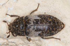 Dermestes marmoratus