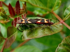 Oncopeltus unifasciatellus