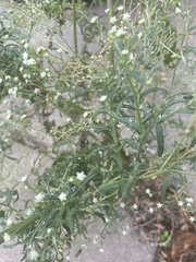Parthenium