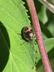 Cosmopepla lintneriana