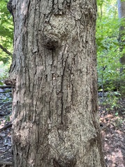 Acer nigrum