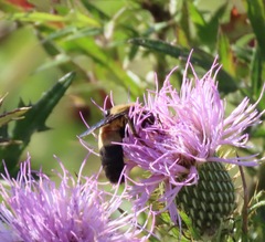 Bombus fraternus
