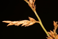 Coleataenia rigidula