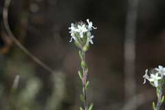 Phyllopodium