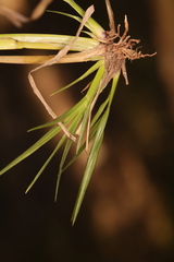 Coleataenia rigidula