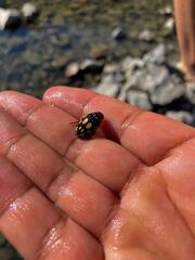 Thermonectus marmoratus