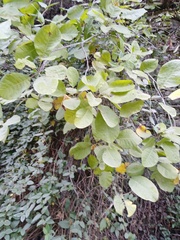 Cotinus obovatus