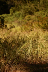 Coleataenia rigidula