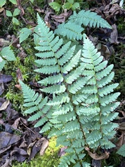 Dryopteris cristata