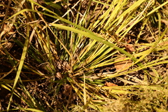 Coleataenia rigidula