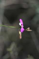 Polygala garcinii