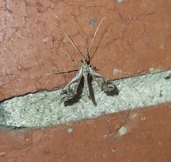 Lineodes integra