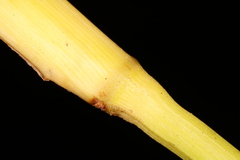 Coleataenia rigidula