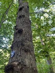 Acer nigrum