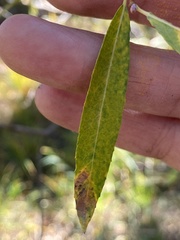 Salix lemmonii
