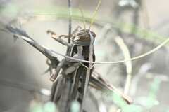 Cyrtacanthacris tatarica