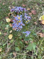 Symphyotrichum urophyllum